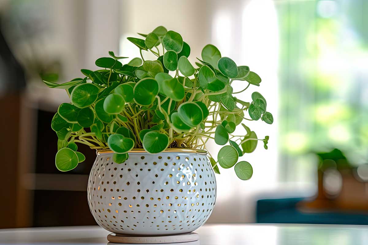 Pilea Peperomioides dans un vase rond blanc avec des pois dorées