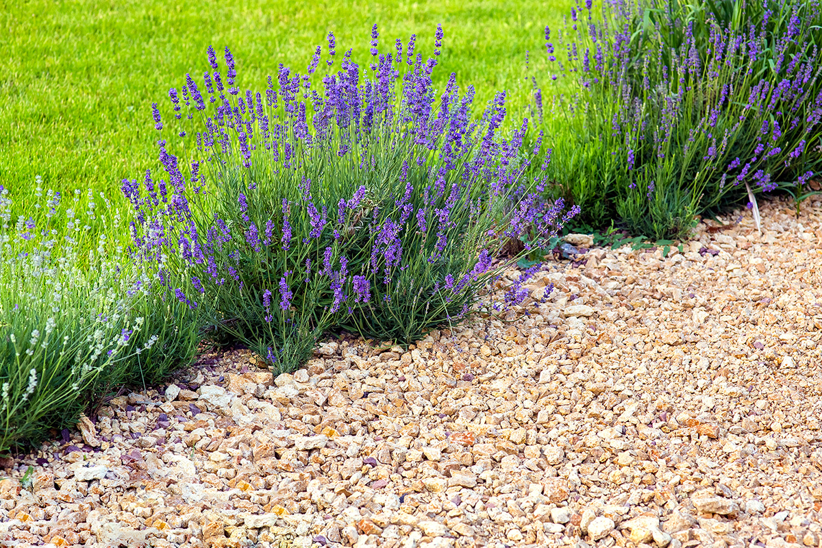 lavande dans le jardin