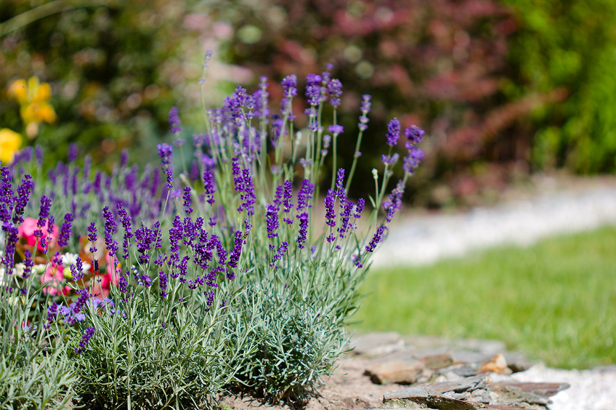 planter la lavande