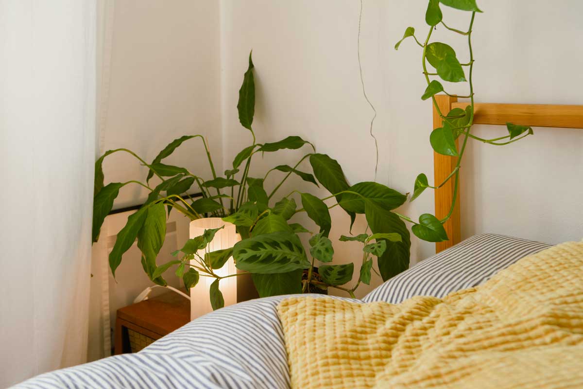 pothos dans la chambre