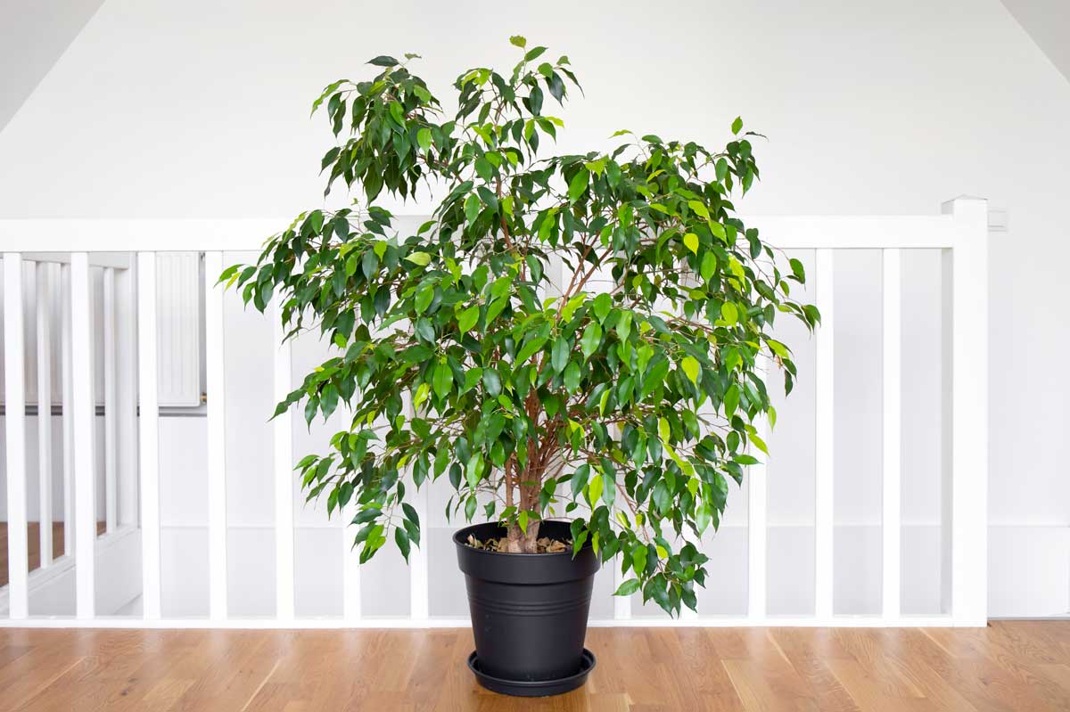 Ficus Benjamin