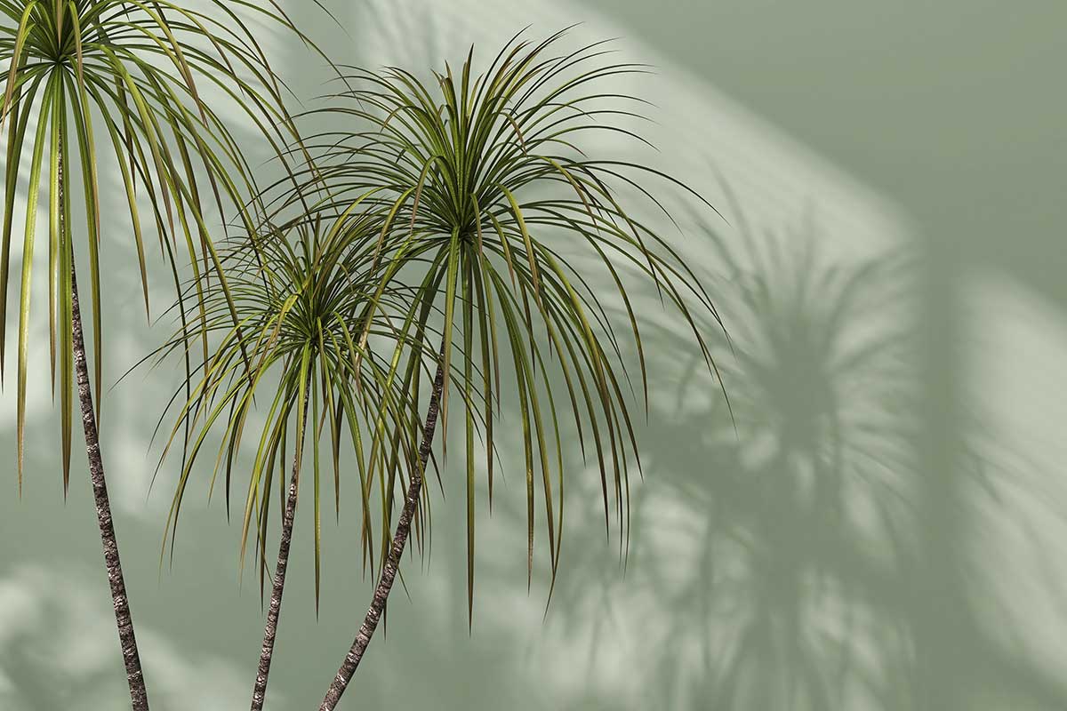 plantes pour éliminer le formaldéhyde