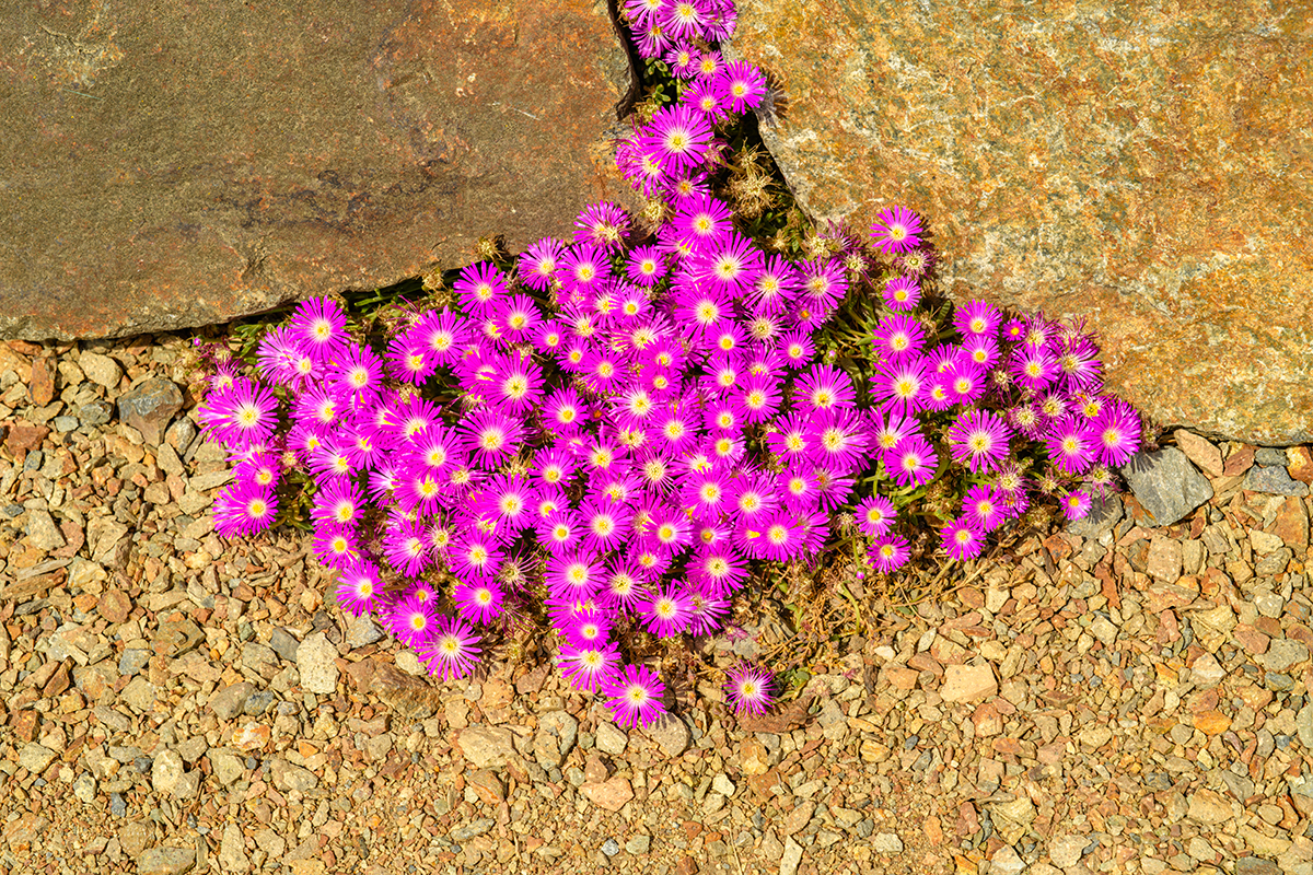 succulentes en automne