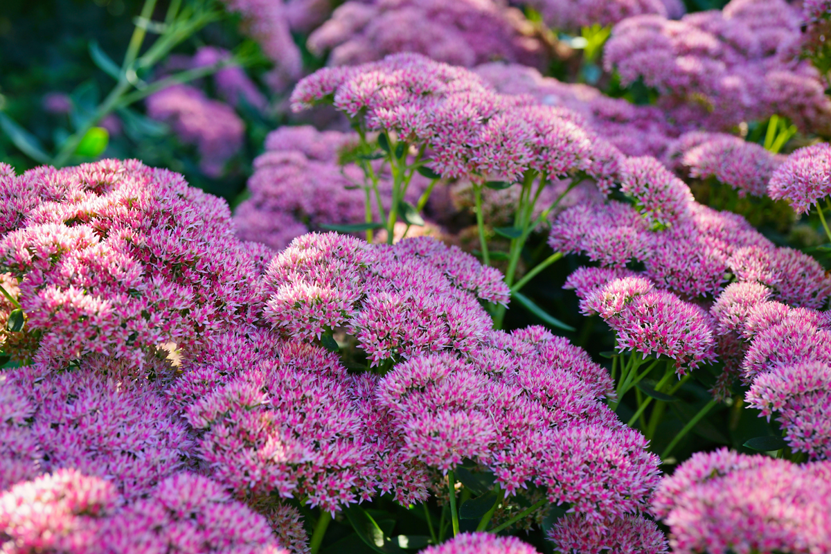 Sedum Autumn Joy