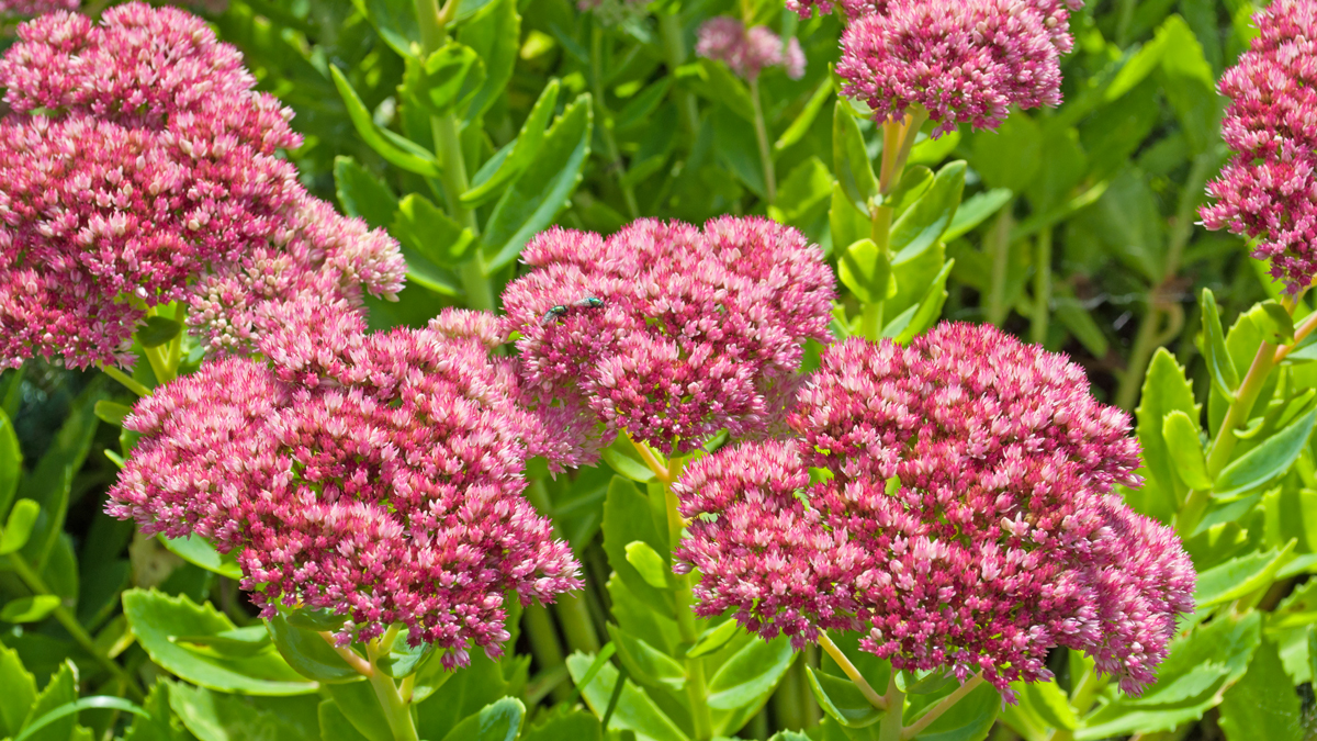 Sedum Vera Jameson