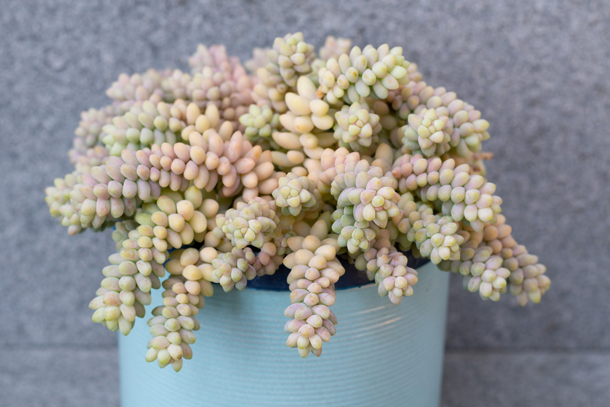 Sedum morganianum