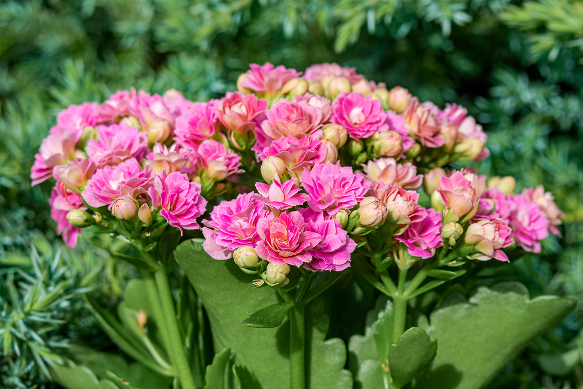 Kalanchoe blossfeldiana