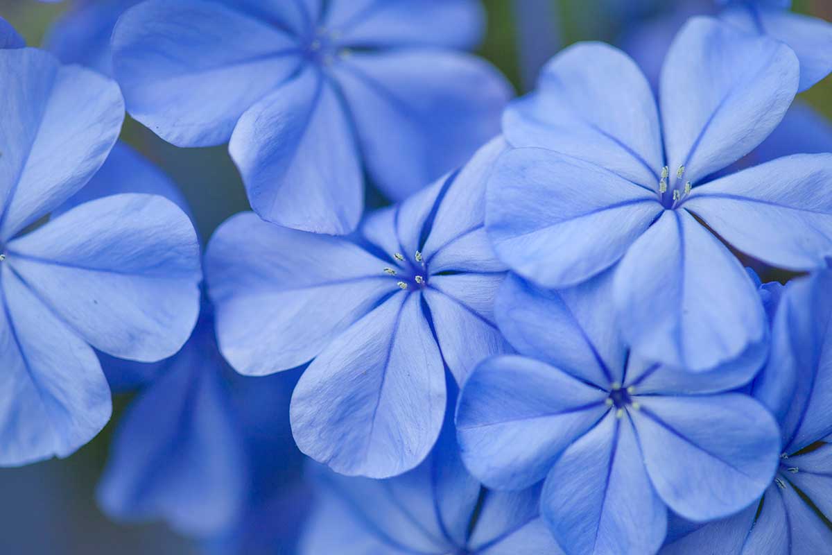 plumbago bleu