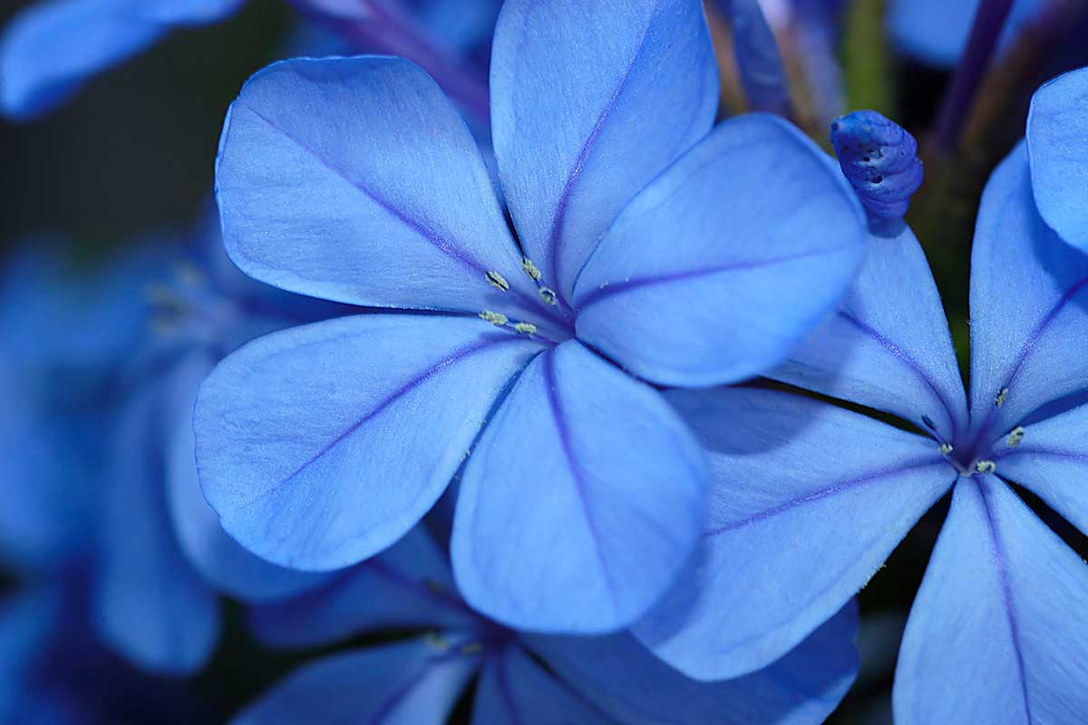 Plumbago par bouturage