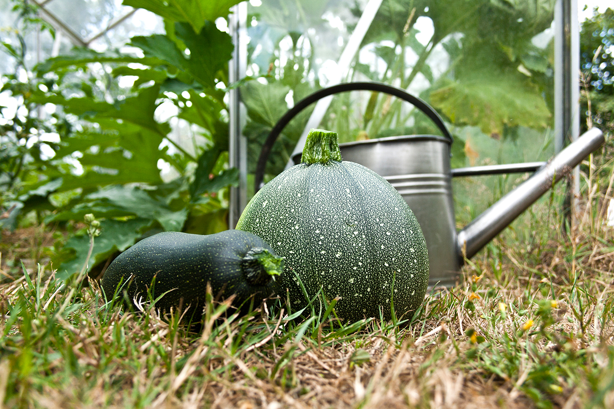 potager après poivrons et tomates