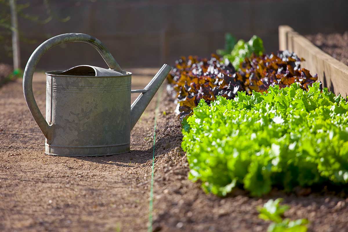 potager en fin d'été