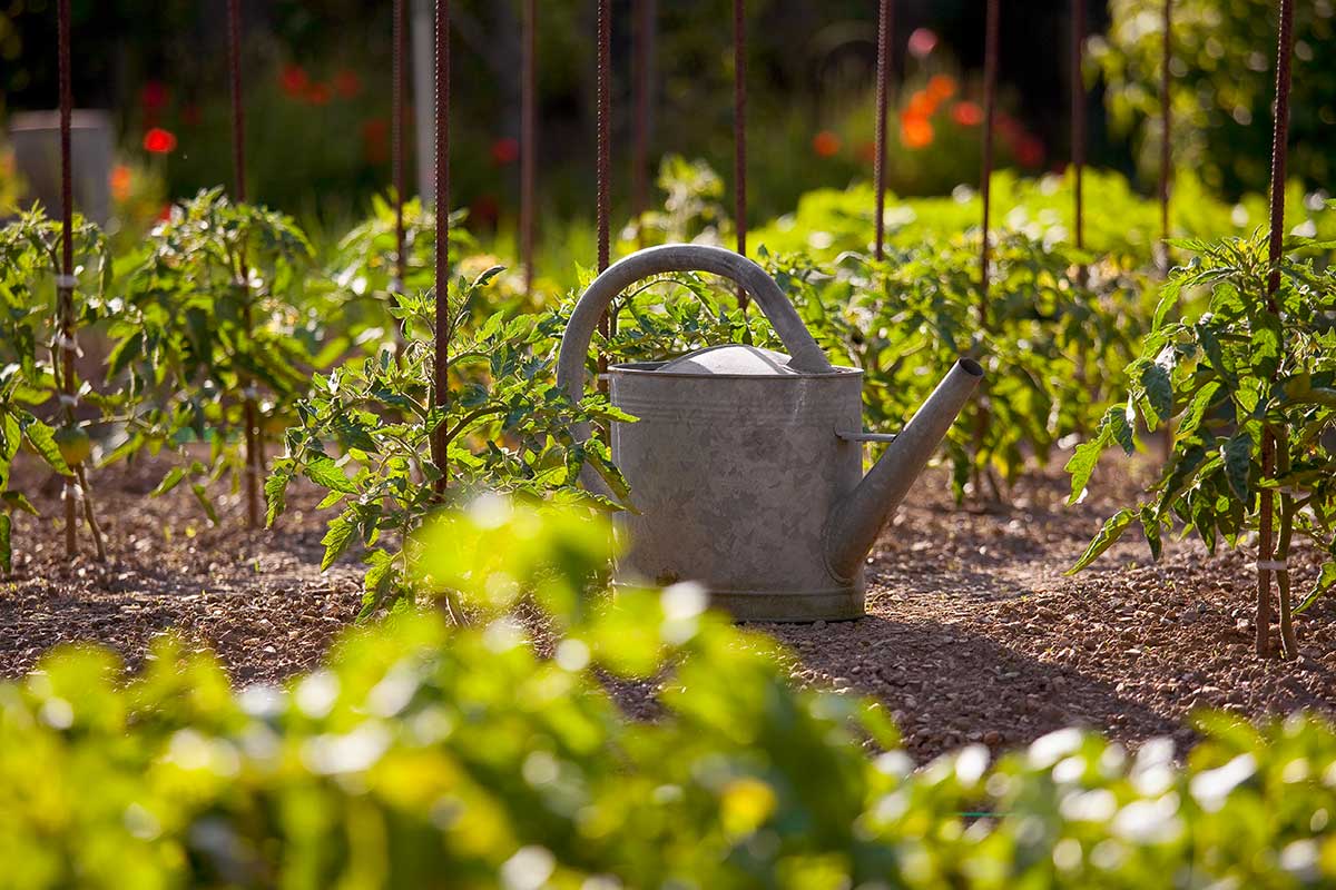 potager avec arrosoir