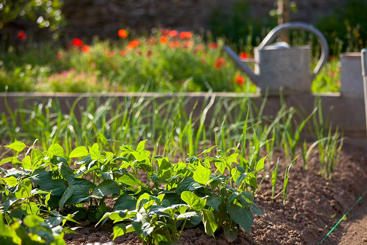 potager plein de légumes en fin d'été