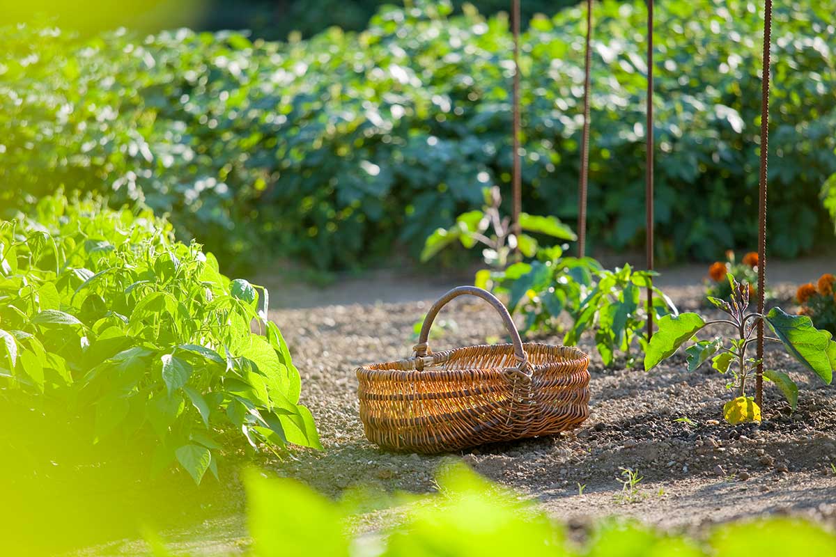 potager septembre après tomates