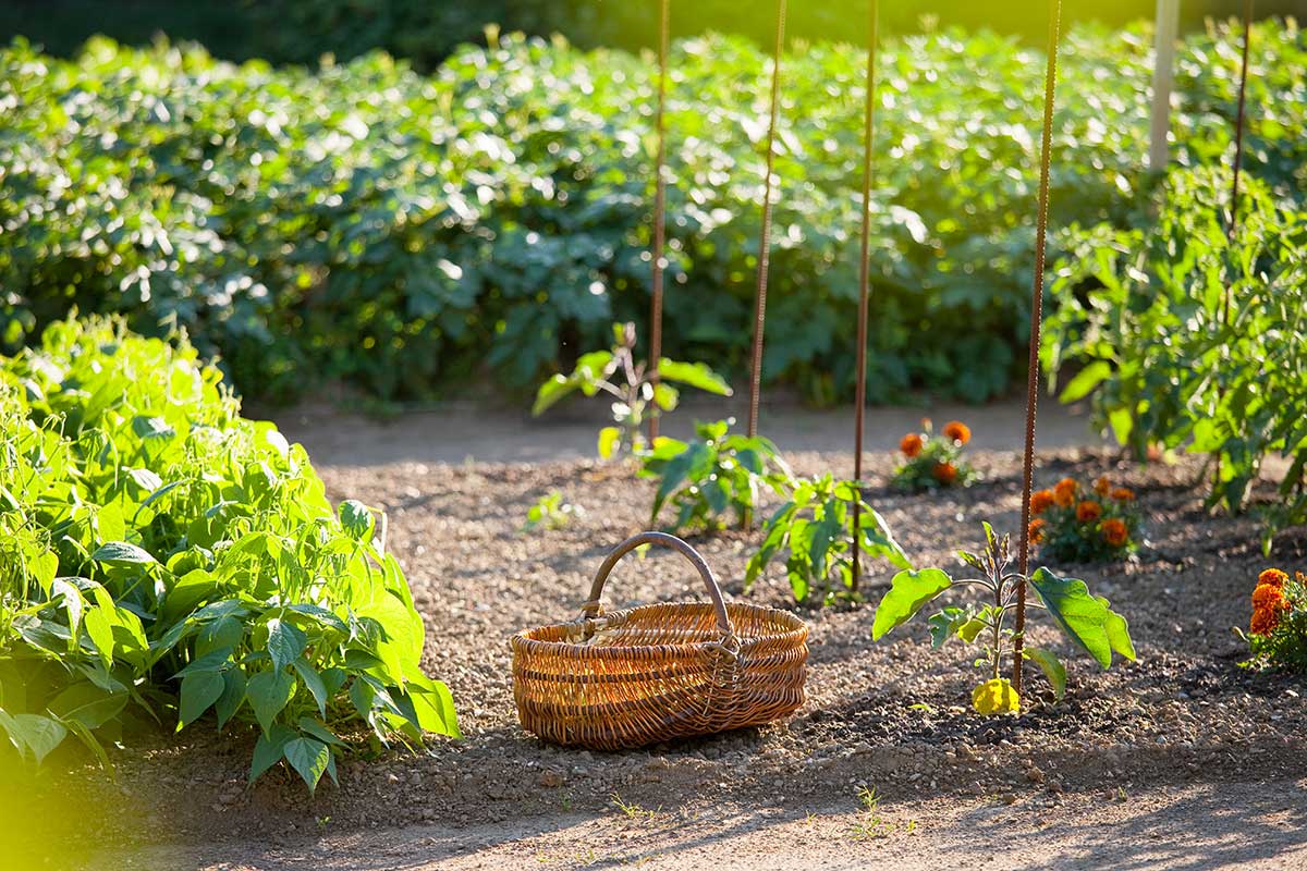 potager en septembre