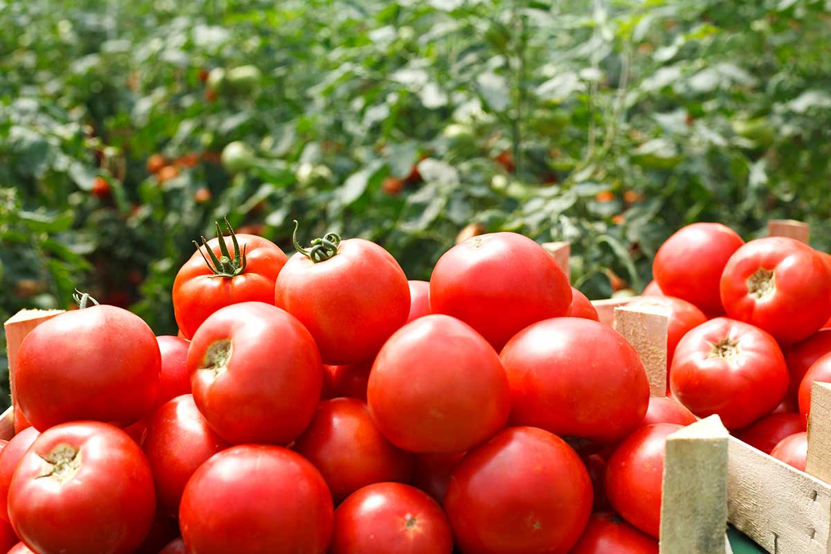 récolte de tomates dans une caisse en bois