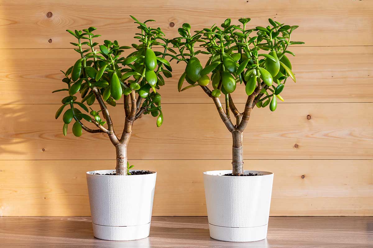 propager nouveaux plants arbre de Jade