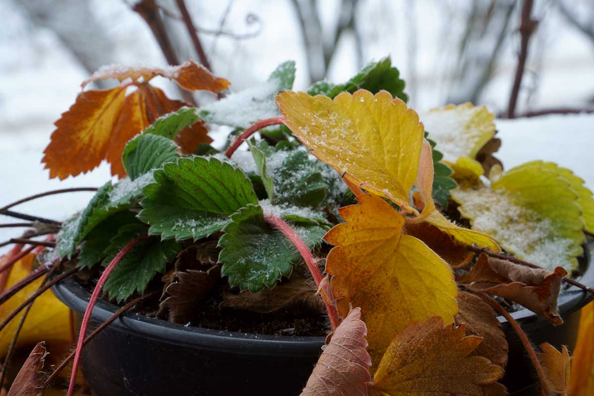 protéger les plantes des premiers froids sur le balcon