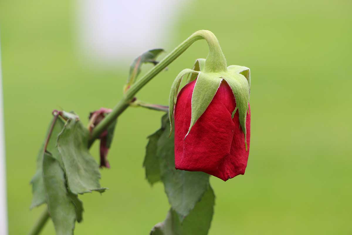 rose fanée