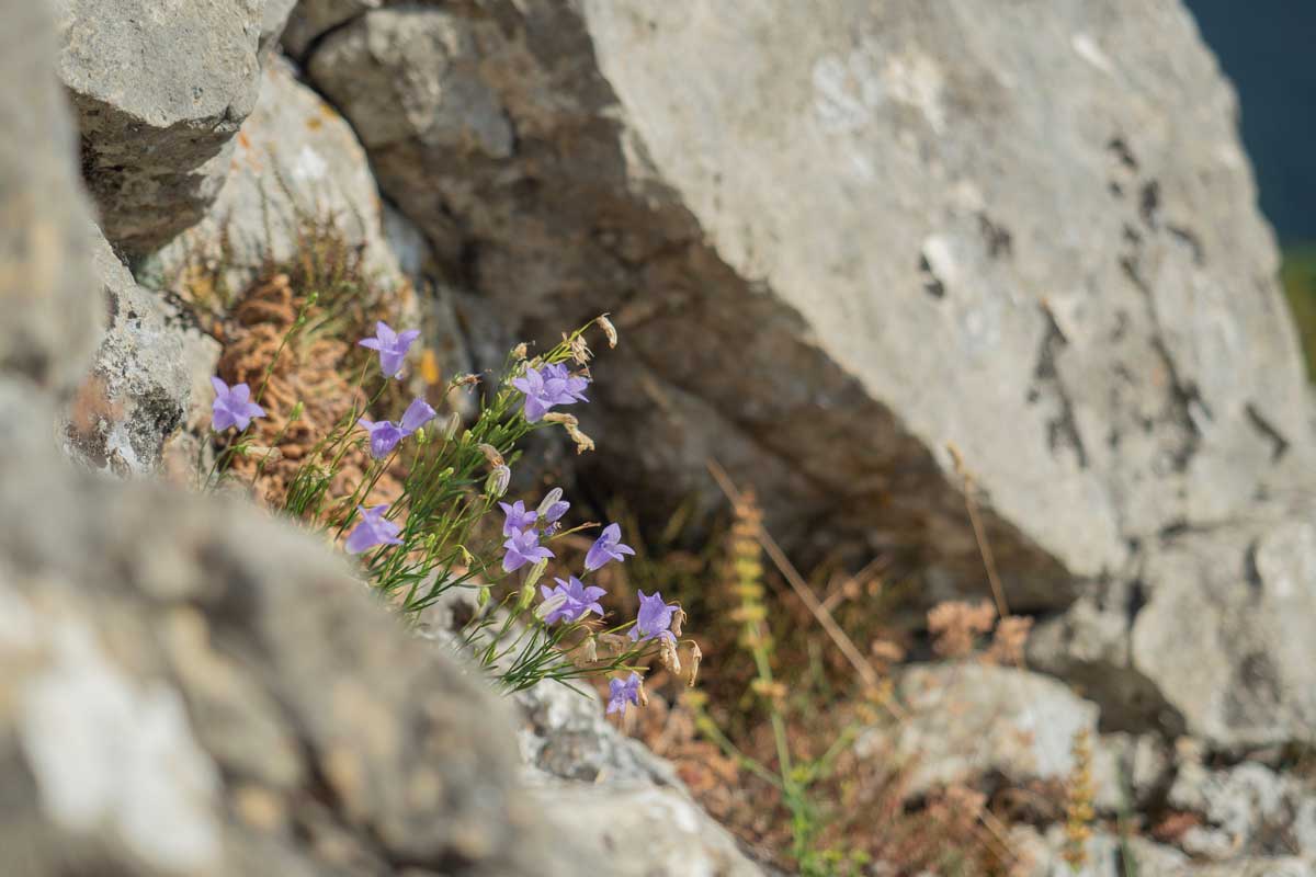 Violette rocaille