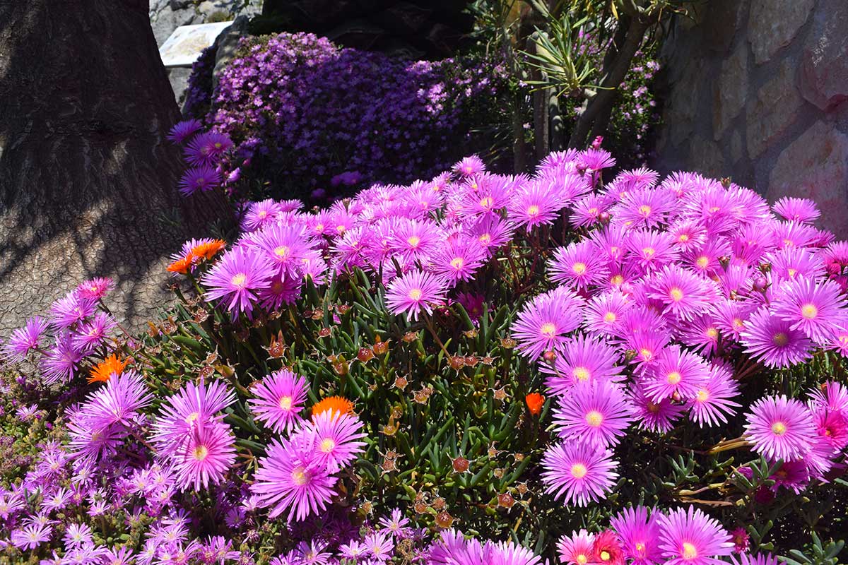 rocaille avec Asters