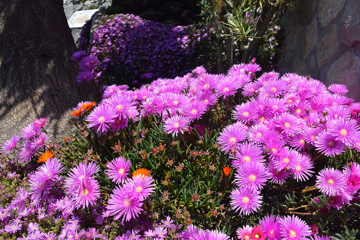 fleurs pour rocaille en septembre