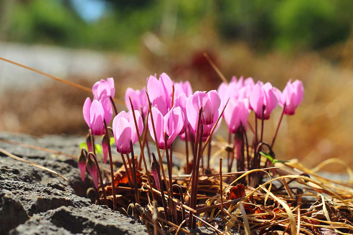 Cyclamen dans une rocaille