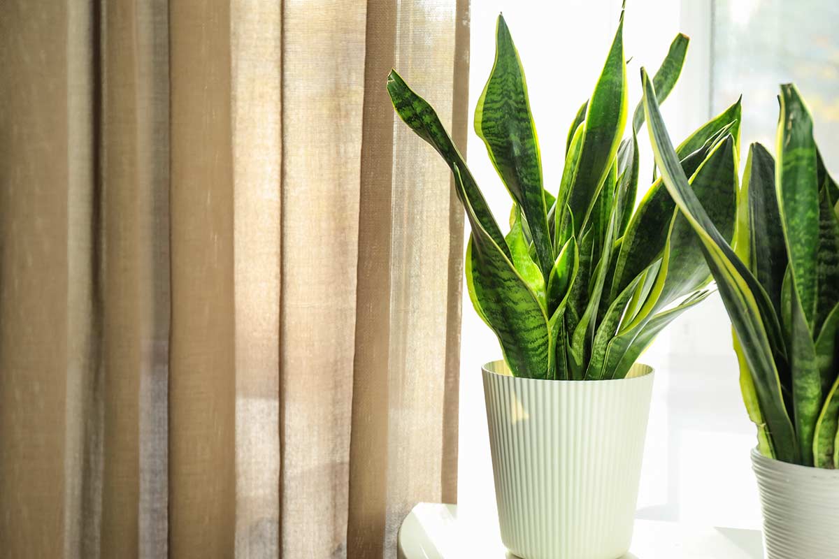 sansevieria à pointes sèches