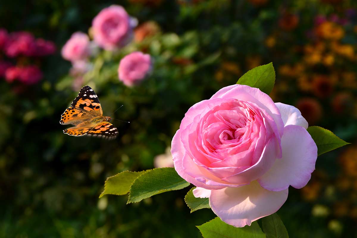 prendre soin de vos roses en automne