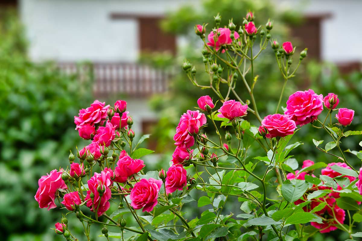 roses en automne