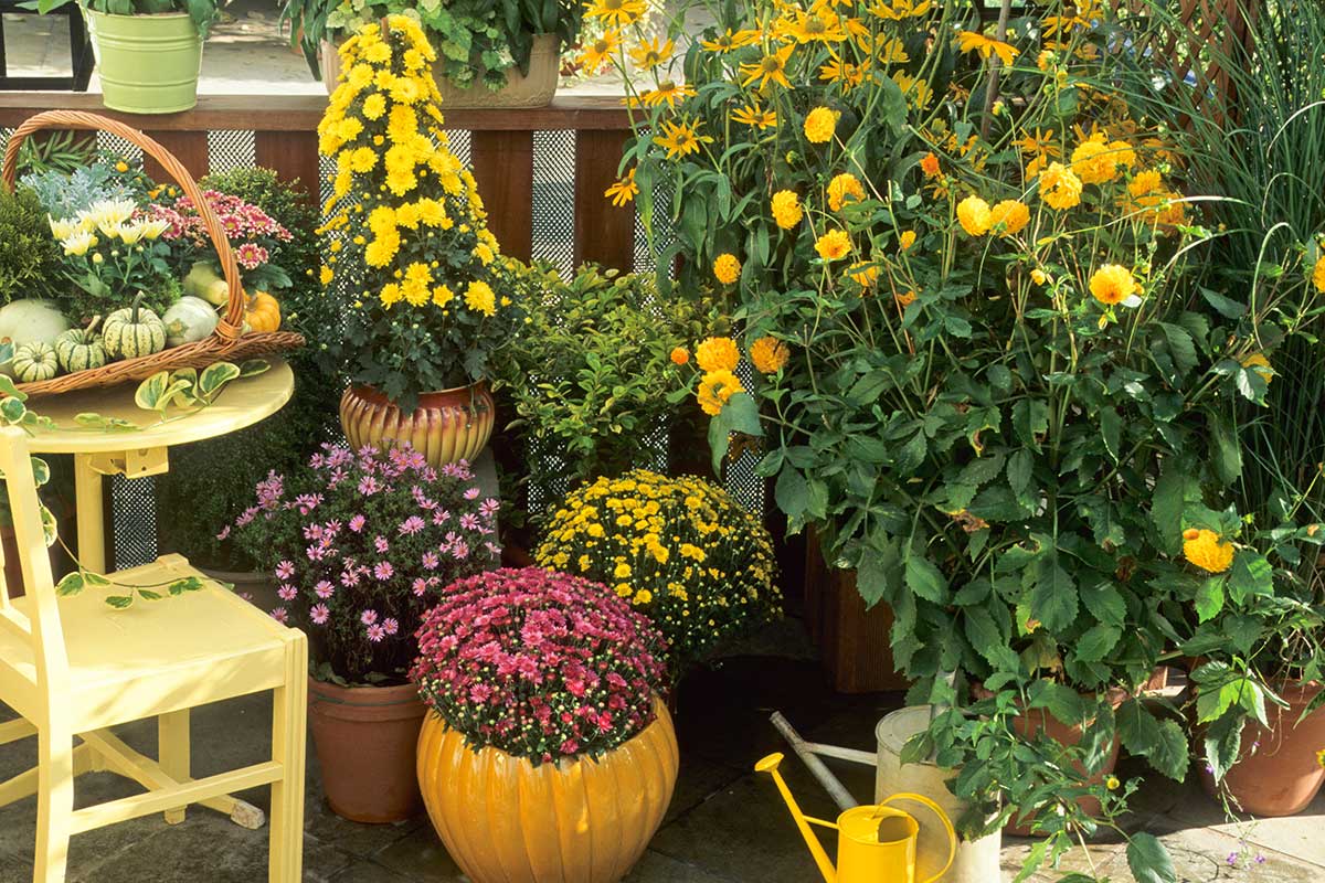 Jardinage en septembre sur le balcon.