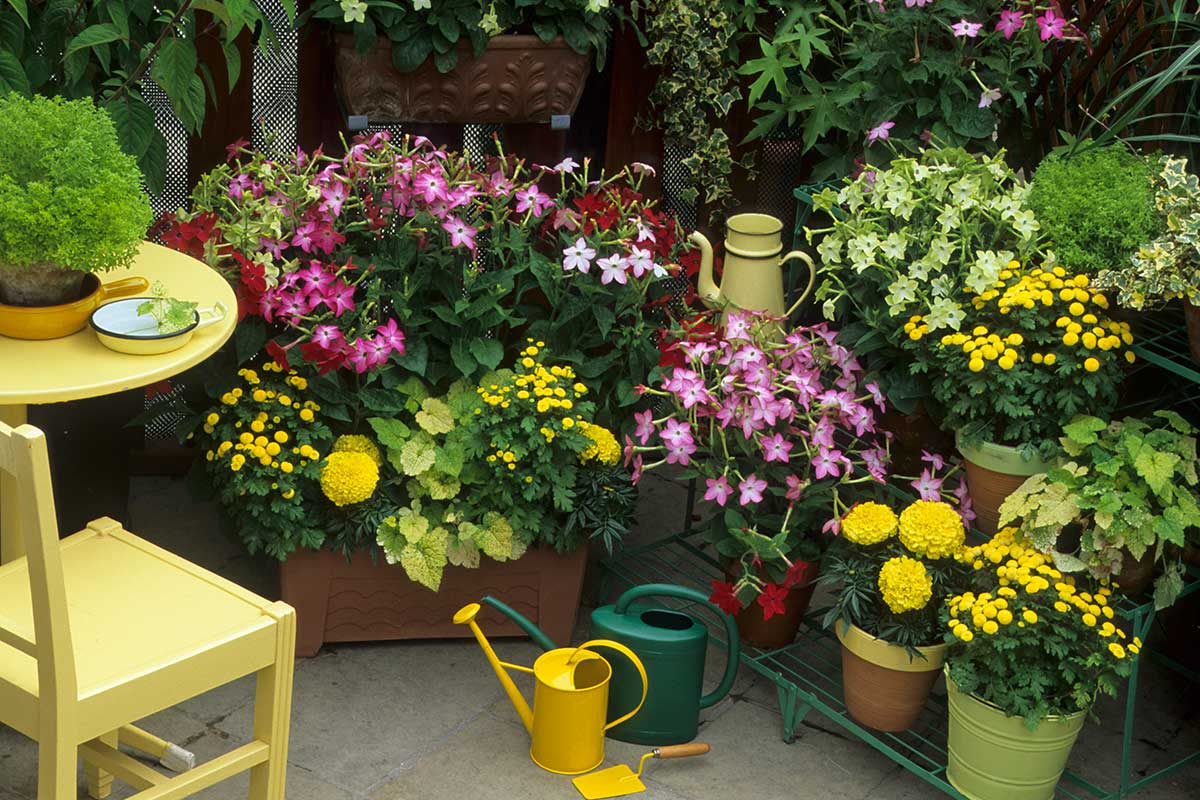 balcon avec plantes en septembre