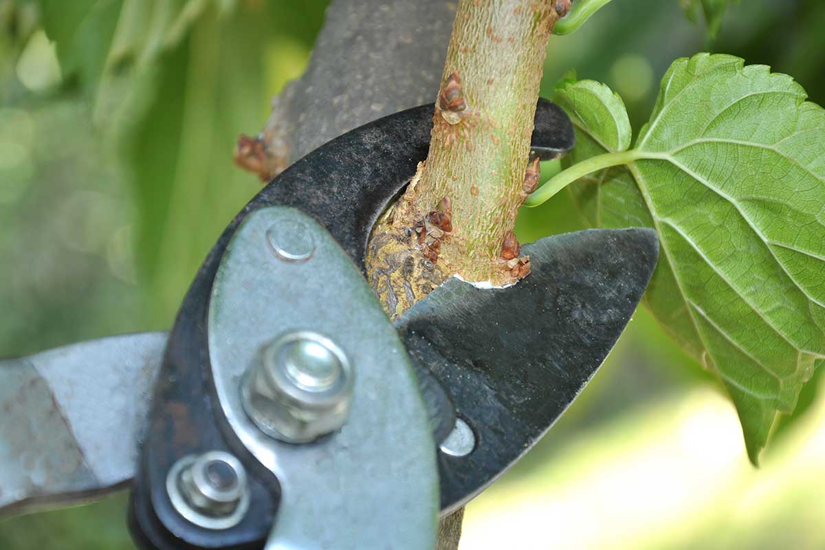 plantes à tailler en septembre