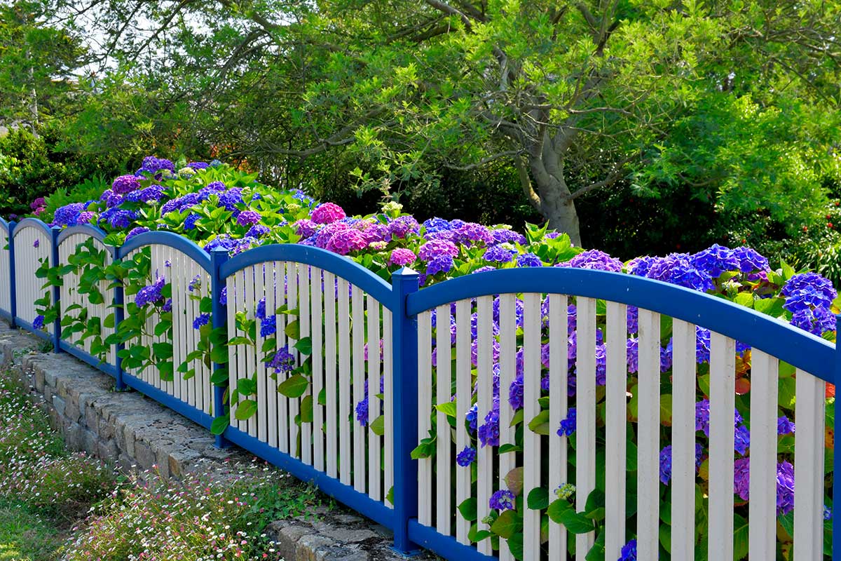 taille des hortensias