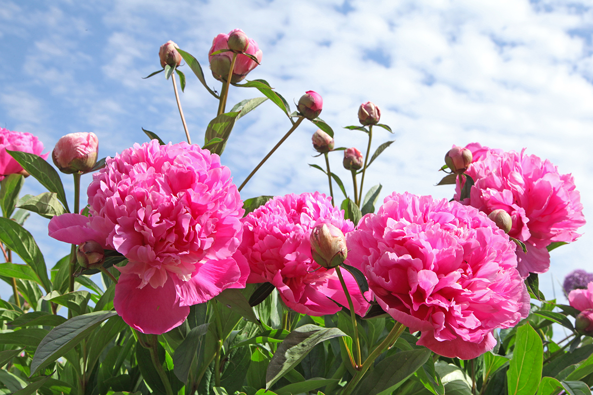 pivoines