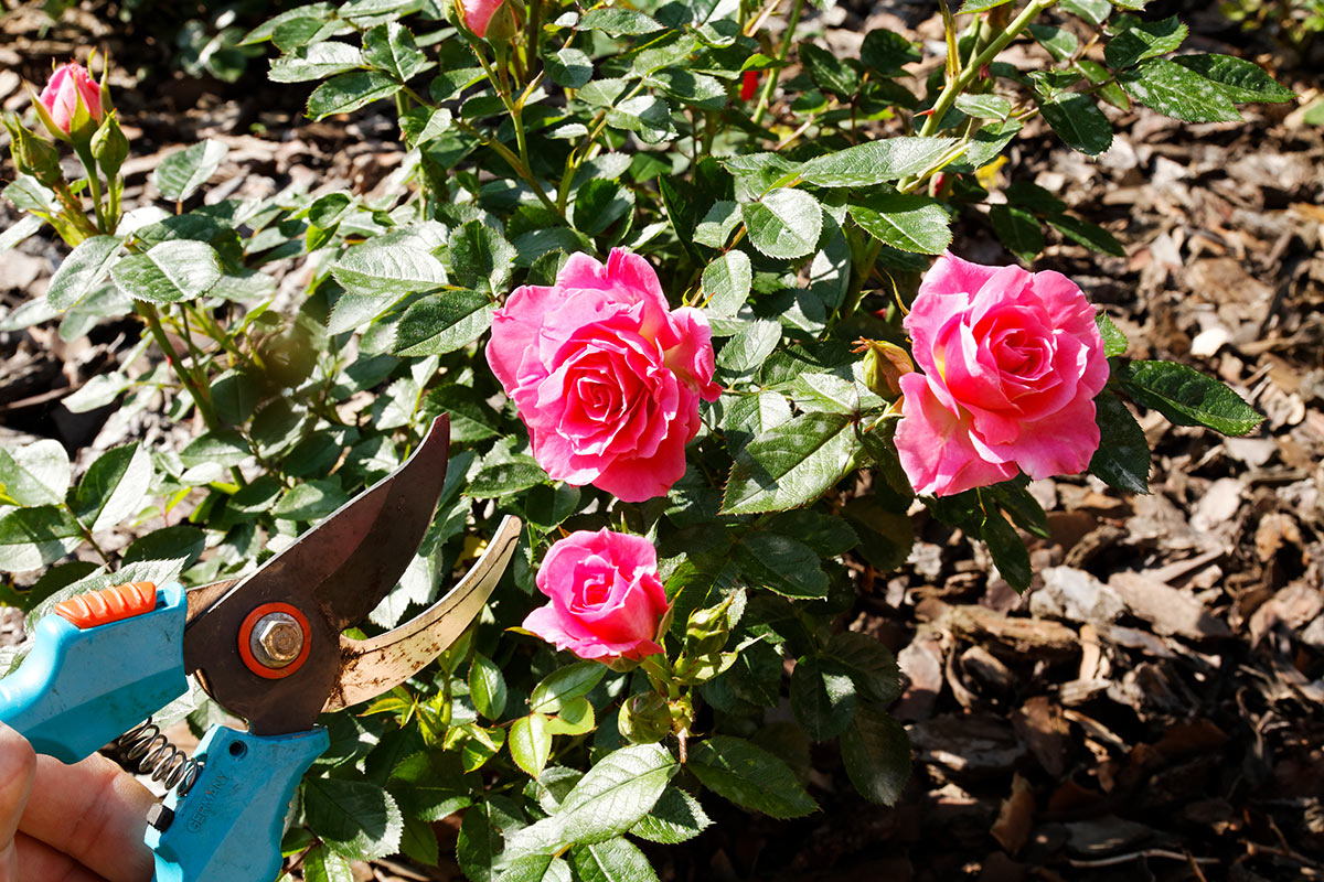 taille de rosier en automne