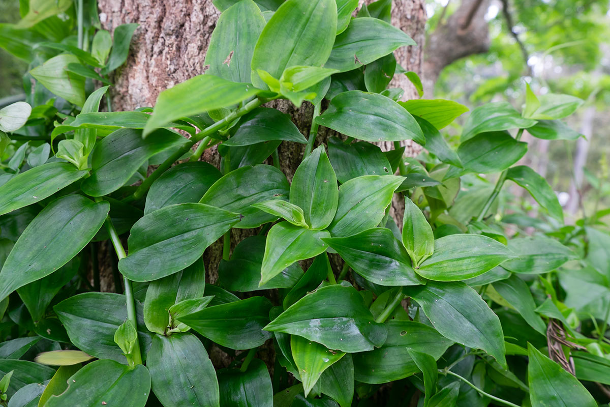 tradescantia fluminensis