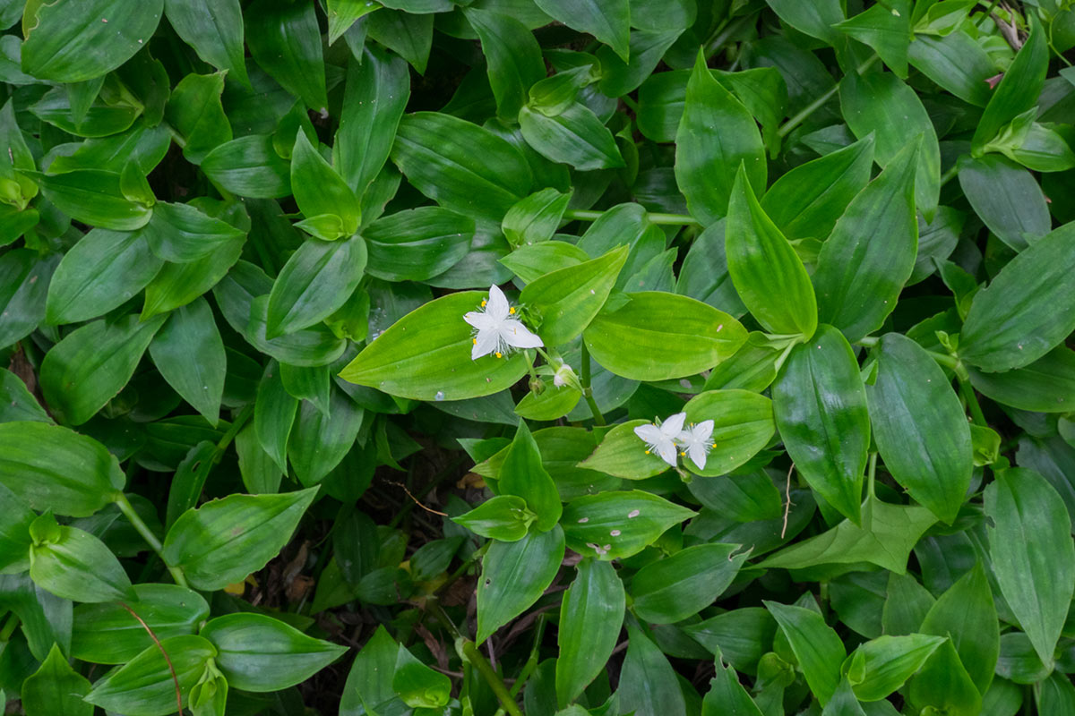 tradescantia fluminensis