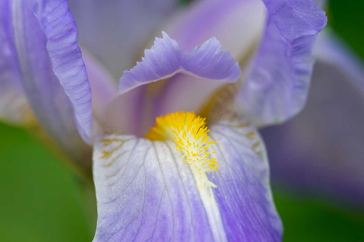 Iris barbus