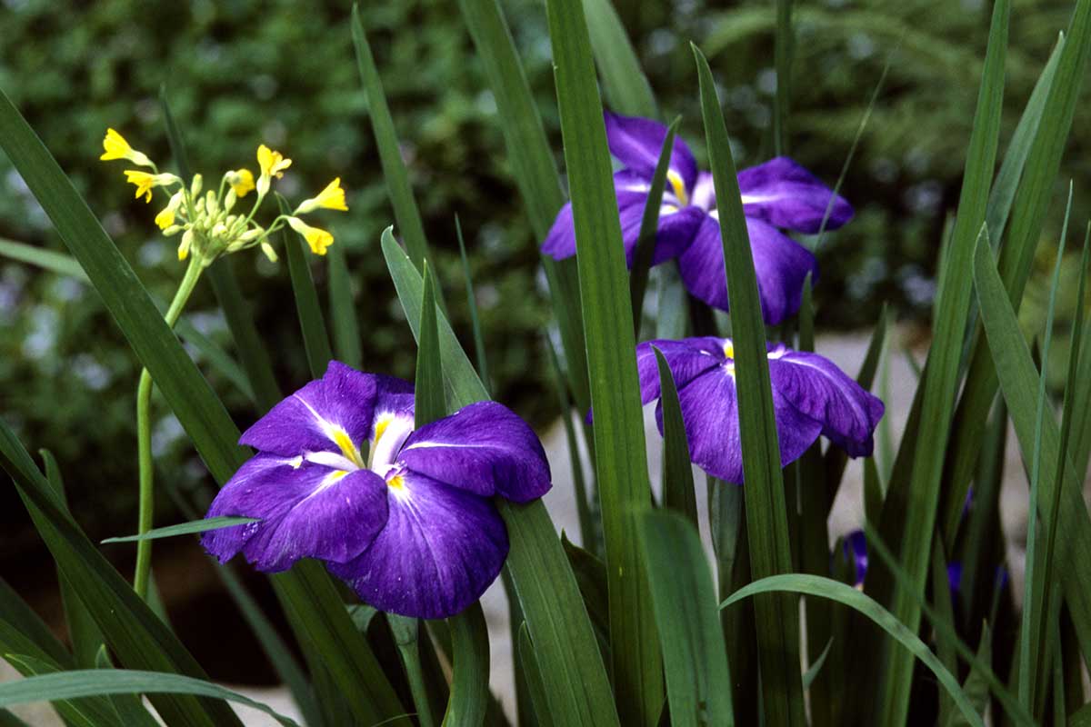 Iris japonais