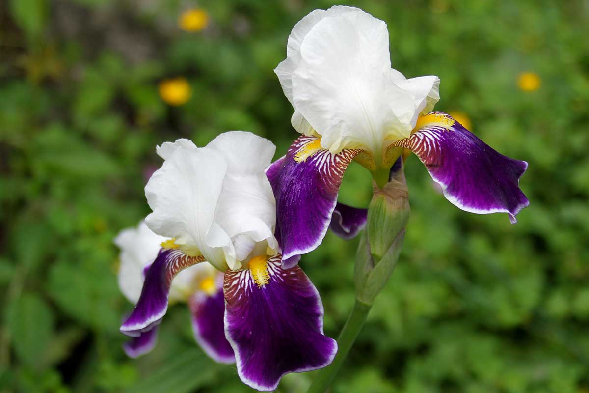 Iris variétés