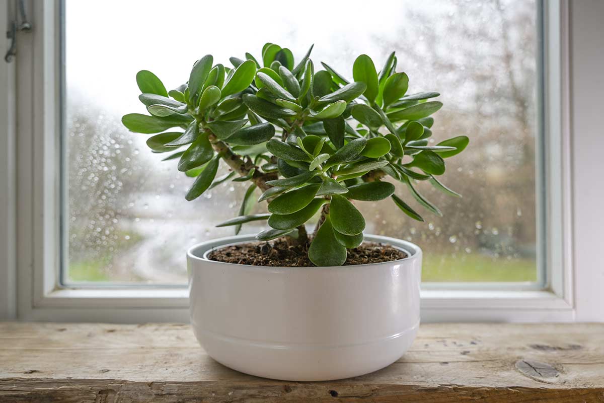 arbre de jade devant une fenêtre à l'intérieur