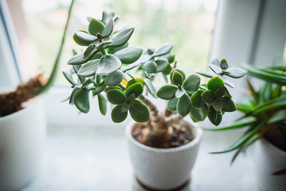 arbre de jade