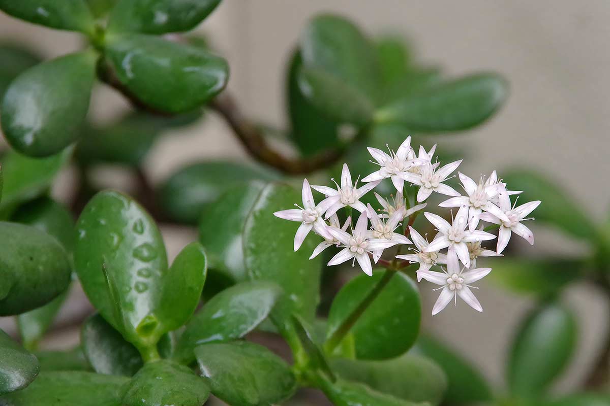 fleurs arbre de jade