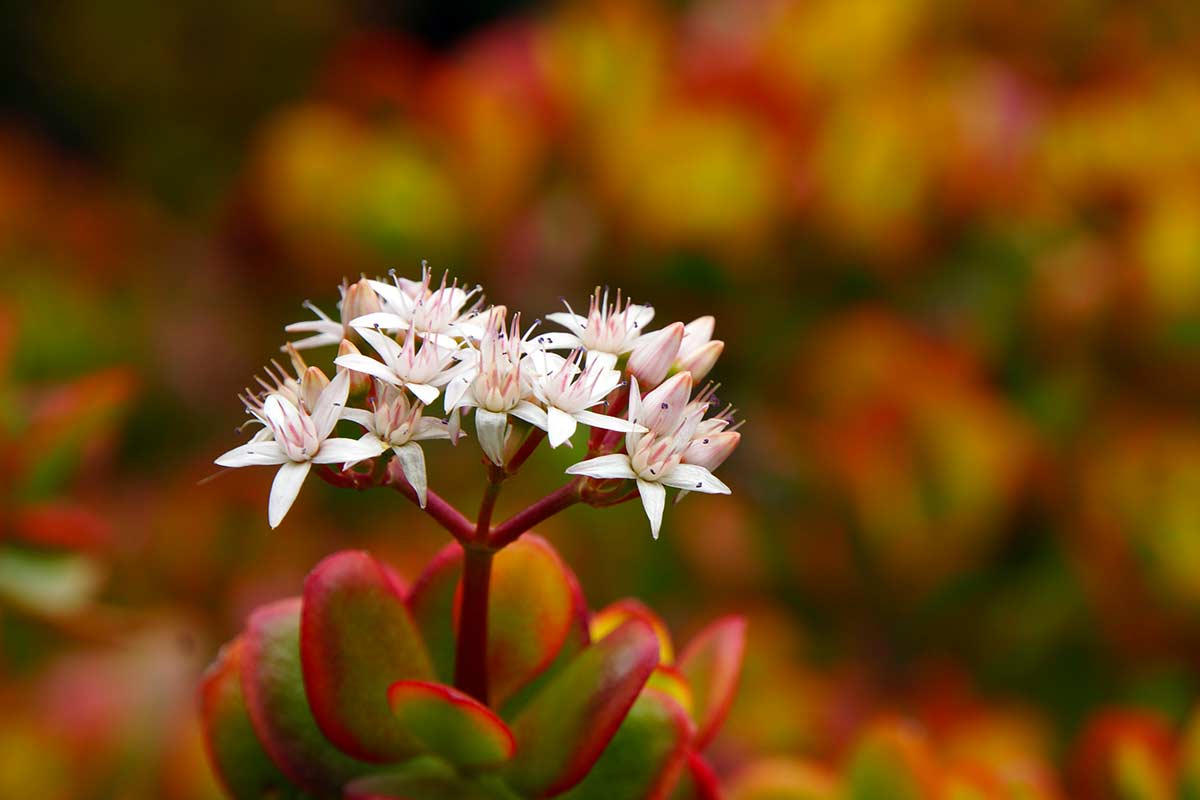 arbre de jade en fleurs