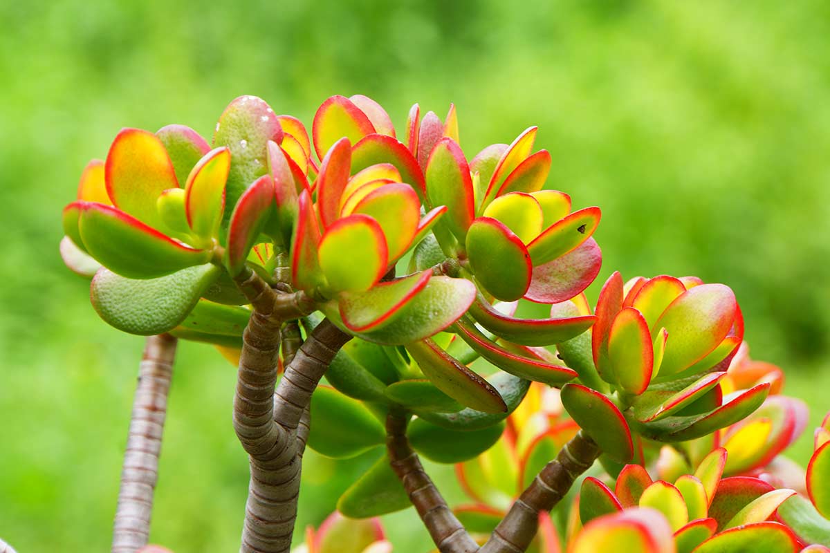 arbre de jade octobre