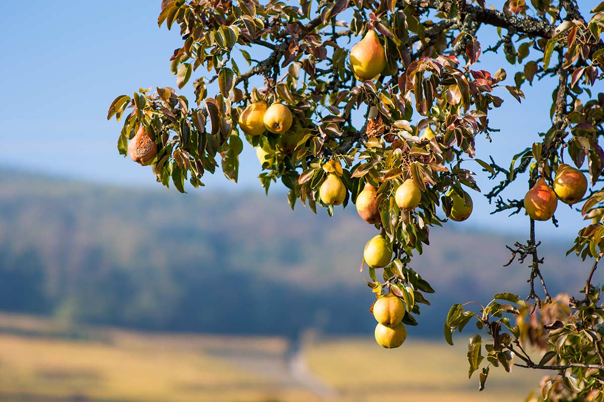 arbres fruitiers