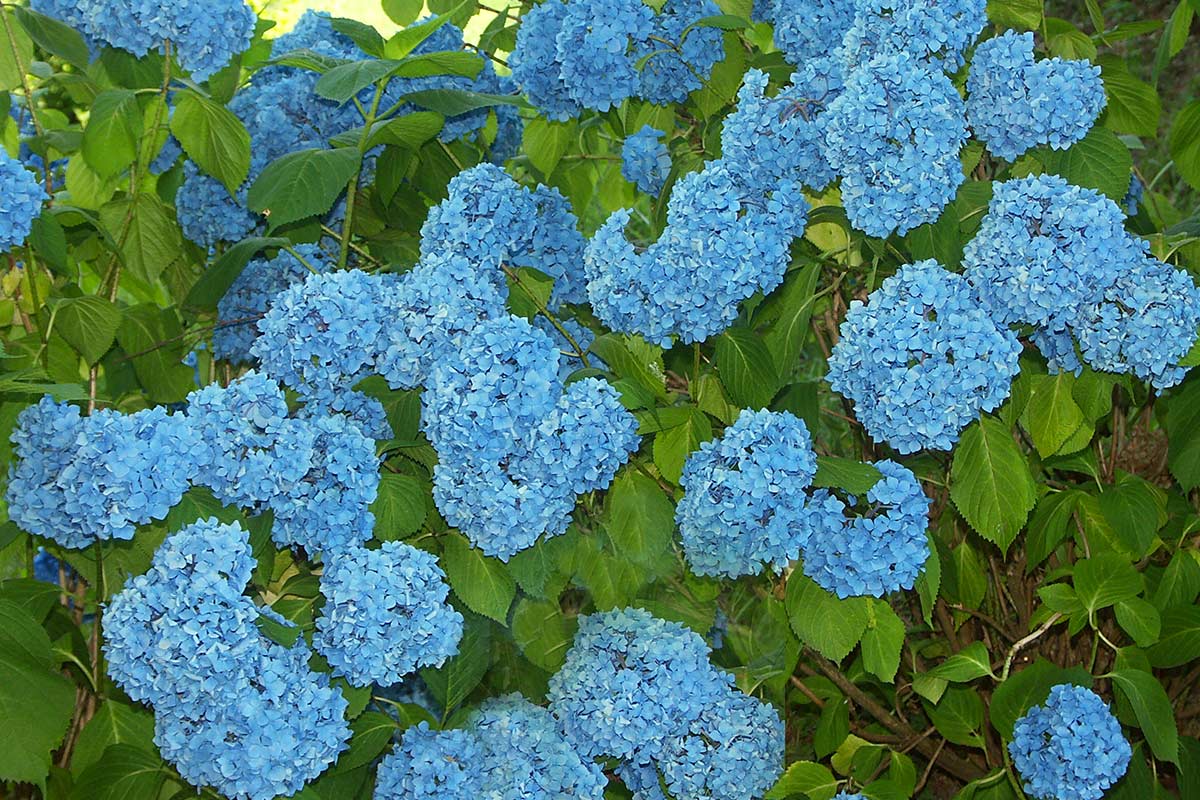 hortensia bleus