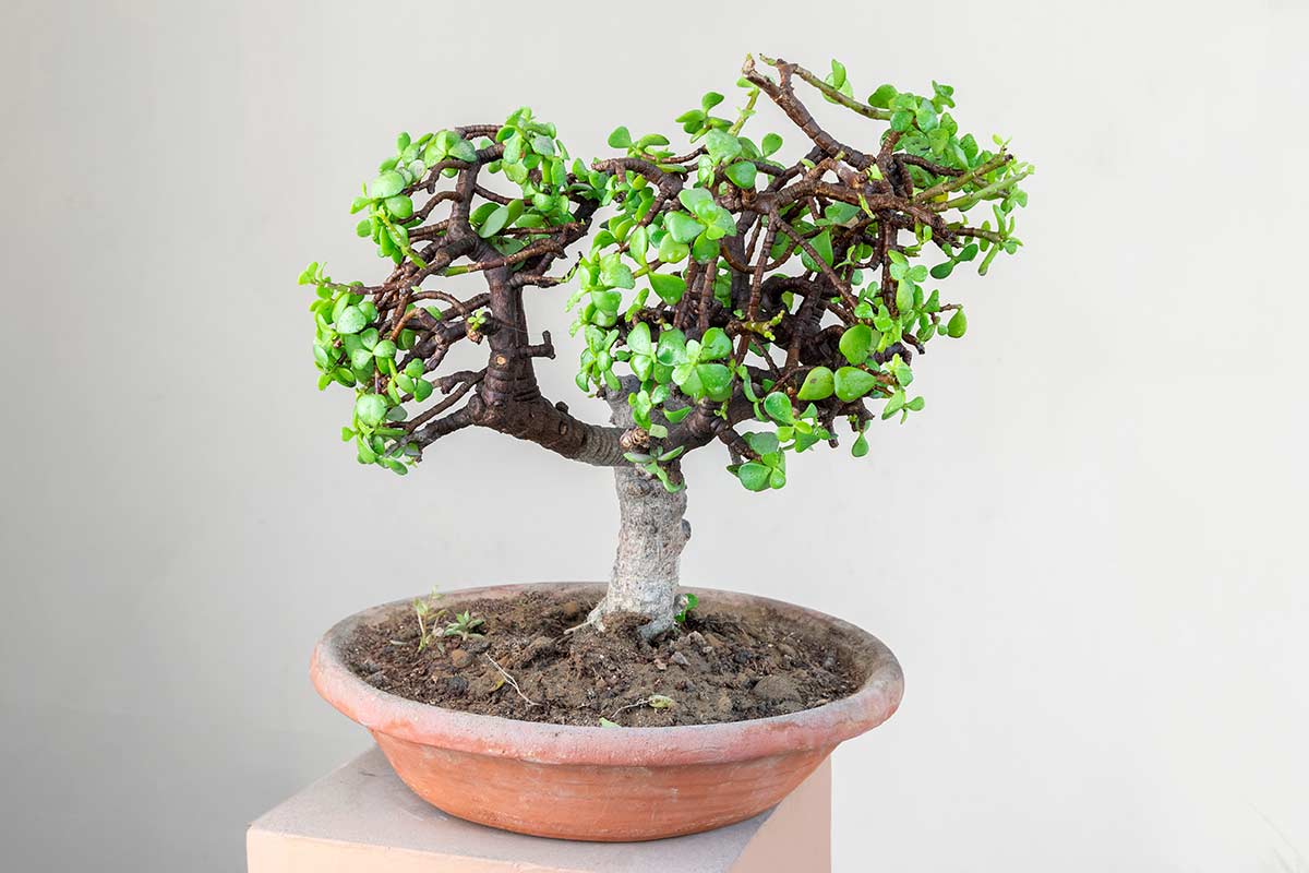 bonsaï d'arbre de jade