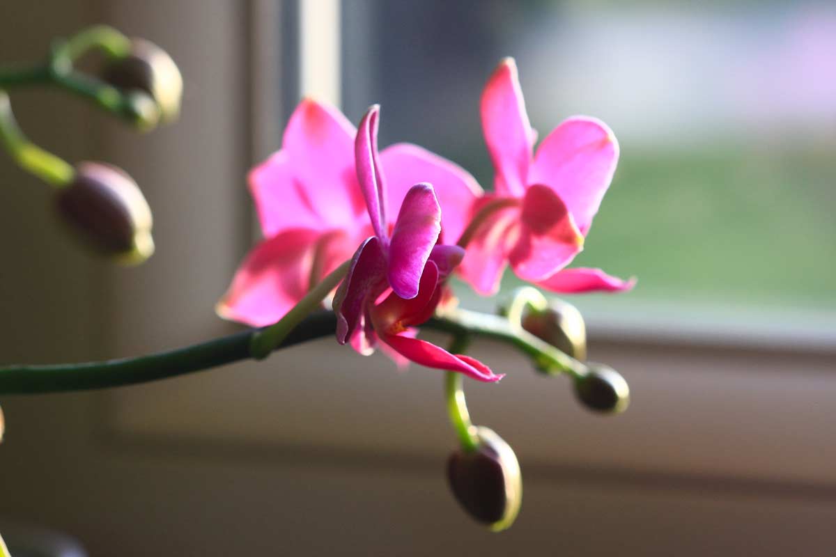 bourgeons orchidées
